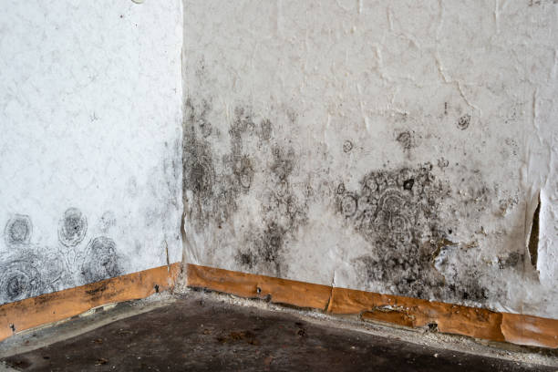 Local water damage restoration